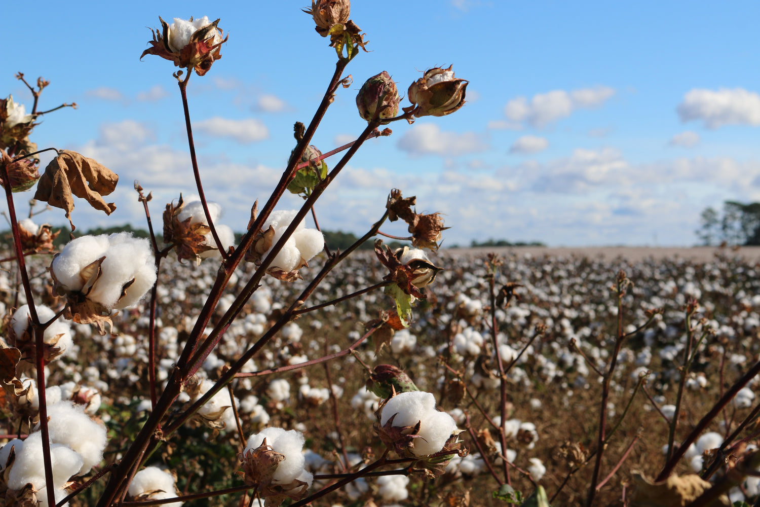 Landscape image of an organic cotton field. This image represents the sustainable and environmentally-friendly sources teeone utilises for its garments.